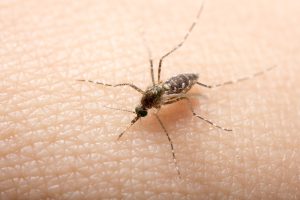 Febre Amarela: Tudo o que você precisa saber